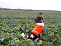 Lotte im flug mit Murphy