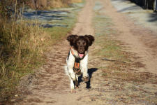 Murphy bei der Jagd