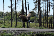 Oskar im flug