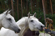 Sha Tamor (mitte), Saphira und Heinrich