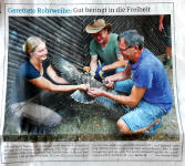 Junge Rohrweihen erfolgreich ausgewildert